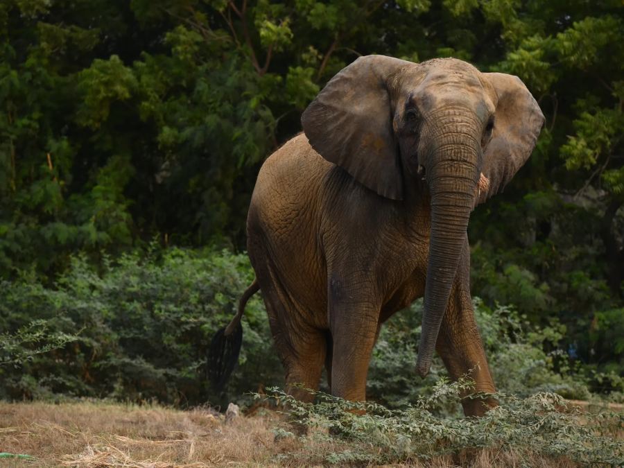 Menjaga Madhubala tetap hidup: Perjuangan demi gajah-gajah yang ditangkap di Karachi