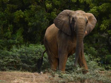 Menjaga Madhubala tetap hidup: Perjuangan demi gajah-gajah yang ditangkap di Karachi