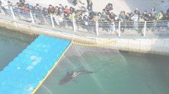 Hiu selebriti yang dipandu keluar dari kanal Korea Selatan menolak berenang ke laut