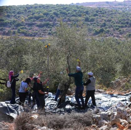Komisi Palestina mendokumentasikan 21 serangan terhadap pemanen zaitun di Tepi Barat dalam satu hari