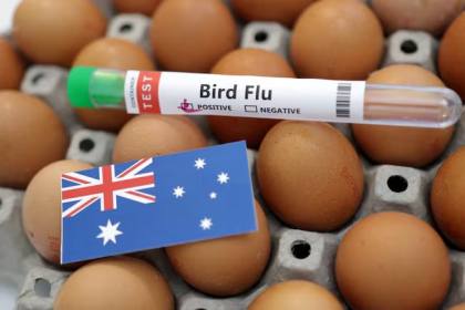 Australia mengkonfirmasi kasus flu burung H5N1 pertama pada mamalia